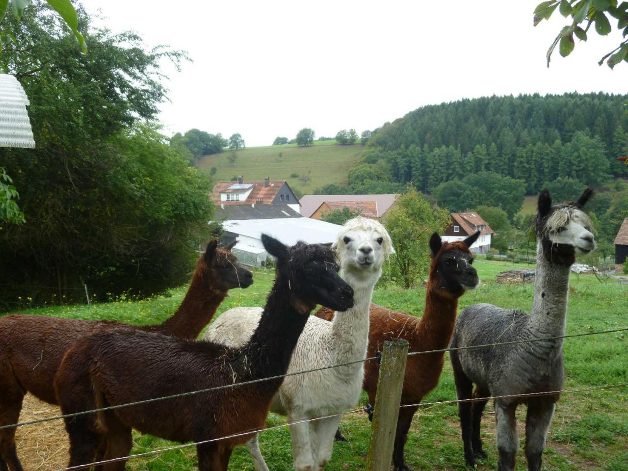 Ferienwohnungen Hof Heiderich Oberzent Bagian luar foto